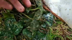 Мои ошибки при выращивании цикламенов в саду. Февраль....