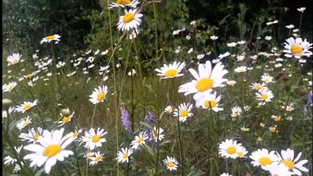 Видеоролик Ильинка село родное смотреть онлайн