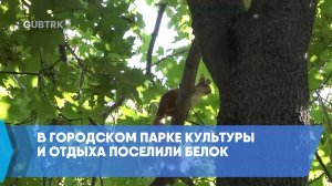 В городском парке культуры и отдыха поселили белок