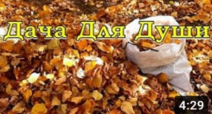 Нужно ли убирать ЛИСТЬЯ под деревьями????