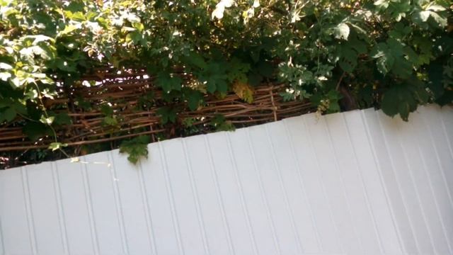 Кто живет в нашем саду?! / Прячется или очень маленький / Звук цикады / НАША ДАЧА смотреть онлайн