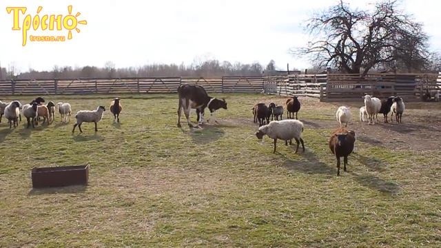 Корова Бурушка впервые после зимы вышла на выгон 2 смотреть онлайн