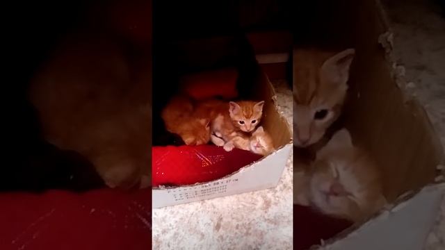 Делюсь опытом по выхаживанию новорожденных котят смотреть онлайн