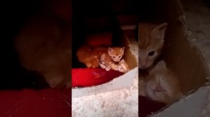 Делюсь опытом по выхаживанию новорожденных котят