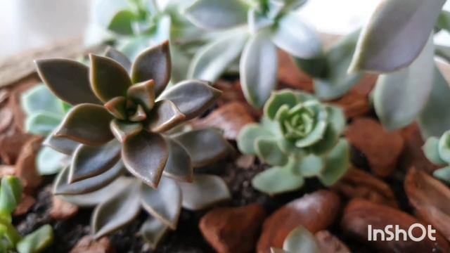 Graptosedum bronze conheça esta suculenta hibrida смотреть онлайн