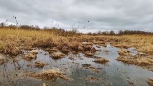 История одного кадра. Орлан - белохвост