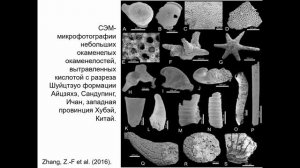 Ярослав Попов| "Кембрийский взрыв и окаменелости Сибири"