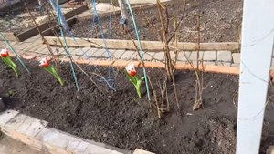 #первоцветы #тюльпаны #геоцинты #высадилатюльпаны