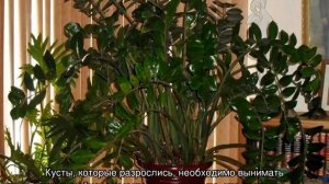 Как пересадить долларовое дерево: выбор грунта и горшка