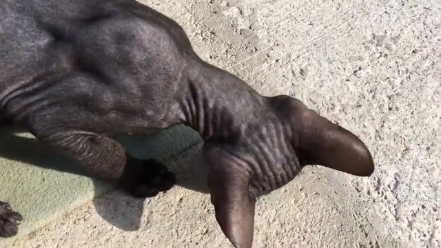 Видео про животных. Кот любит гусениц. Гусеница жива!