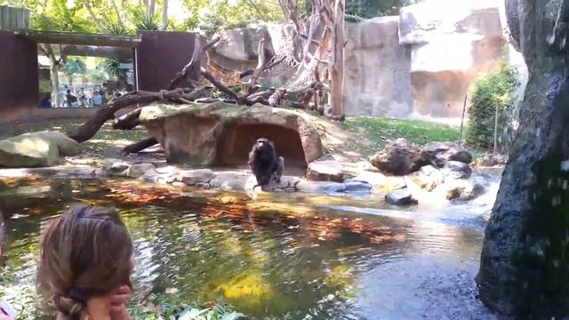 Шимпанзе в Барселонском зоопарке смотреть онлайн