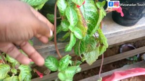 Episcia Monsoon Care | ഈ ചെടി ഇങ്ങനെ ചെയ്തില്ലേൽ ഈ മഴക്കാലം കഴിയുമ്പോഴേക്ക് നിങ്ങളുടെ ചെടി നശിക്കും