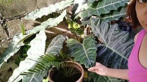 ALOCASIA Plant