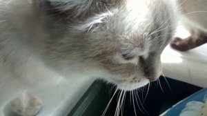 Кошка воркует  как голубь