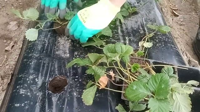 Посадка Кармен 2021 | Клубника| Посадка клубники | Слабая корневая система на клубнике, посадка. смотреть онлайн