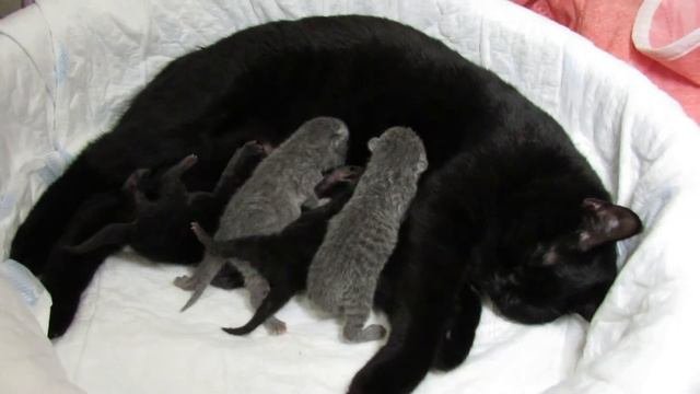 новорожденные котята кушают