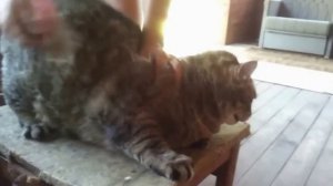 Очень злой толстый кот