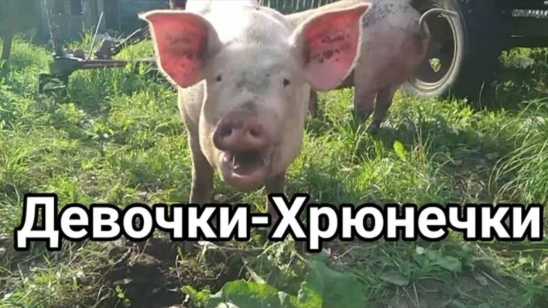 Девочки-Хрюнечки на прогулке
