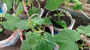 #РАННИЕ ОГУРЦЫ #выращивание в ведрах#