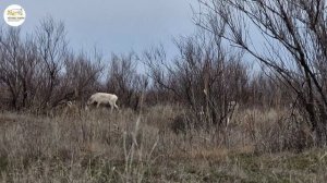 Приоткрывая заповедные двери…  Кустарниковые сайгаки