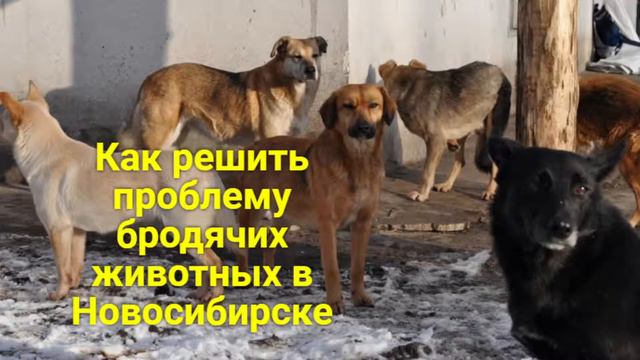 Как решить проблему бродячих собак в Новосибирске смотреть онлайн