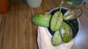 ??Хойи, которым дали женские имена. Возможно у вас есть тёзка в мире хой.