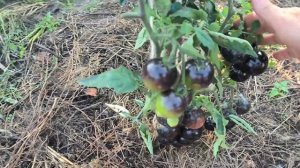 Обзор томата с содержанием вещества антоциана  „Всем на зависть”в открытом грунте