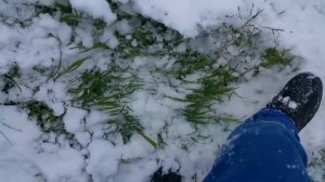 Трава под снегом 20.04.17