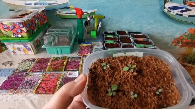 Посев петунии, лобелии, бакопы. смотреть онлайн