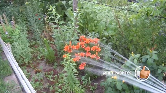 Как правильно поливать грядки и цветы лейкой и из шланга смотреть онлайн