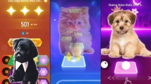 Мяу..гав..мяу..гав...гав... Поют песни кошки и собаки