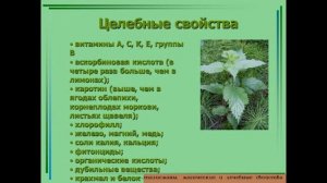 Крапива лечебные свойства. Полезные свойства и применение/Крапива магические свойства/Оберег.