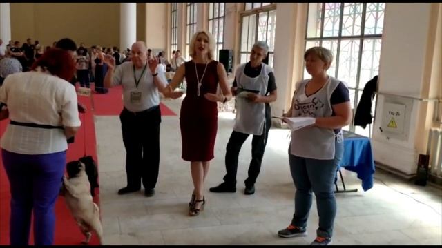 Мопс на выставке смотреть онлайн