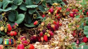 5 секретов большого урожая клубники