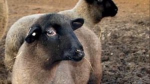 Разведение овец породы Суффолк как бизнес идея | Овцеводство | Овцы суффолк