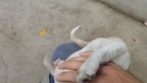 Подарили щенка Джек Рассел,я балдею от него.