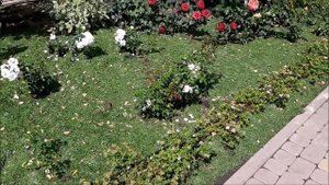 Бордюр для цветников. Обрамляем посадки многолетниками.