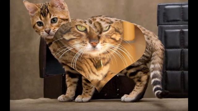 Бенгальская кошка, или бенгал (Bengal cat) породы кошек( Slide show)!