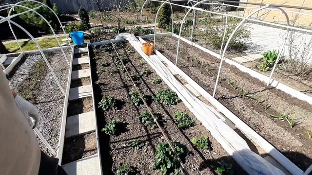 Обустройство сада. Первая подкормка ремонтантной клубники смотреть онлайн