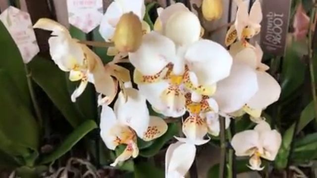 ?Продажа орхидей 24.09.2020 Лиодоро, Дикая орхидея, Попугай, Стюартиана, Леди Мармелад, Сого Пикачу смотреть онлайн