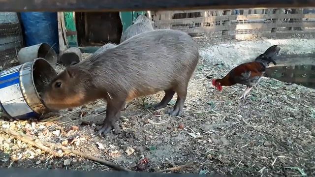 Зоопарк / Фельдман Экопарк ЧАСТЬ 1 смотреть онлайн