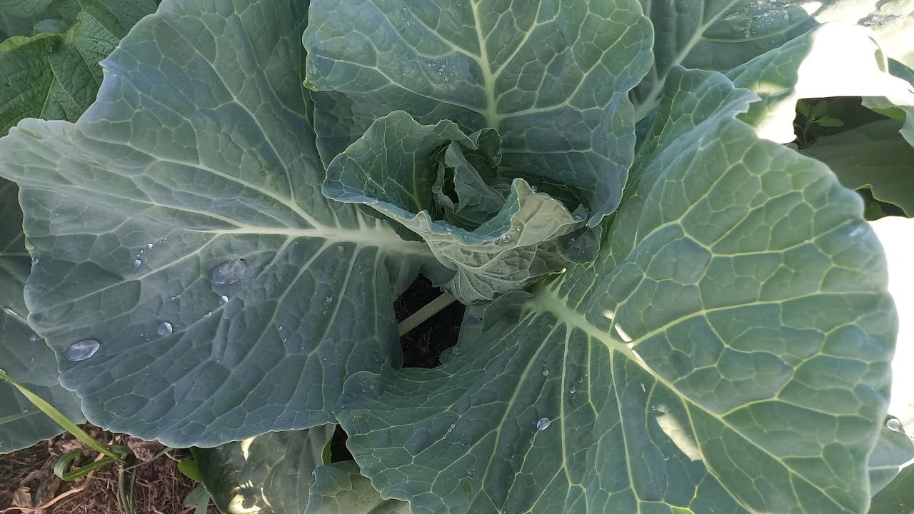Лучшее средство от слизней и гусениц  на капусте. Вы такого не знали!!! ADurFqJs2ho смотреть онлайн