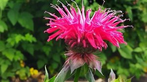 Монарда (бергамот) - красивый, вкусный и полезный цветок.