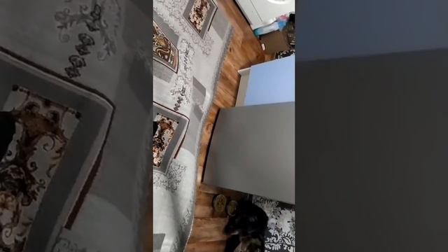 Мейн куны играют смотреть онлайн