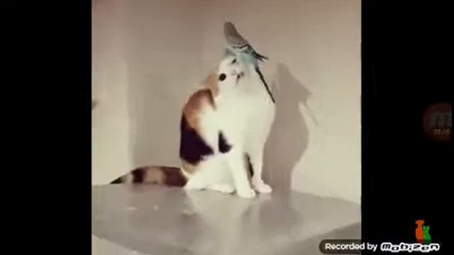 Кот против попугая!!!!! смотреть онлайн