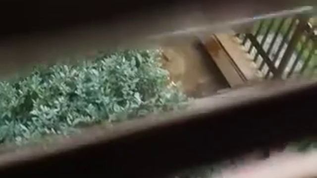 лай собаки 9 смотреть онлайн