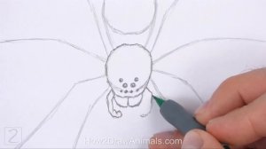 How to Draw a Spider (Wolf Spider)