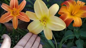 Daylilies on Beautiful Bloom | Daylily | Ruby Spider | Fulva (Tawny Daylily) | Penny's Worth