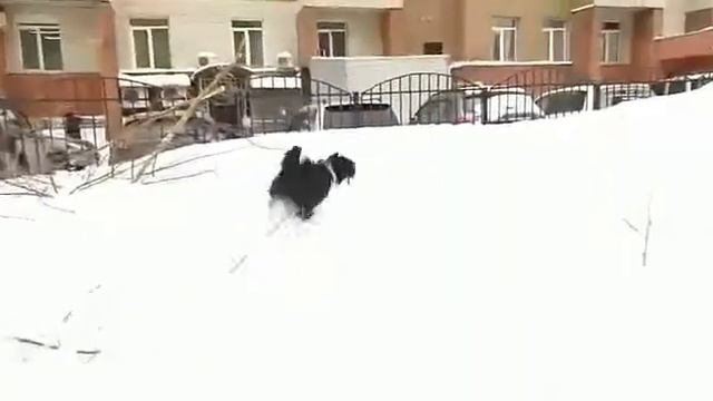 тибетский терьер ВОЛШЕБНЫЙ СЕЙД - Зара
