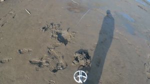Коп с металлоискателем XP ORX. Клязьминское водохранилище.